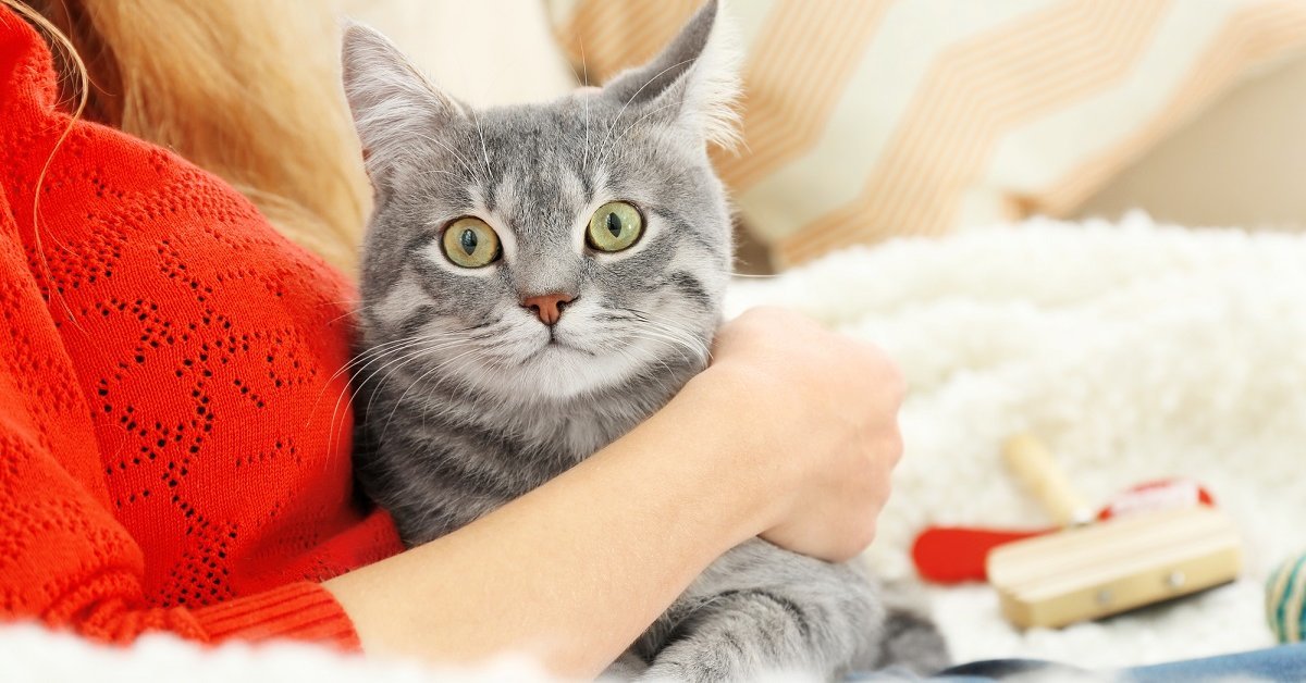 Поведение кошек: 4 причины конфликтов и как с ними справиться