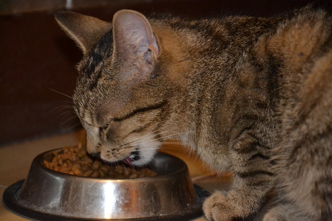 Особенности питания пожилых кошек