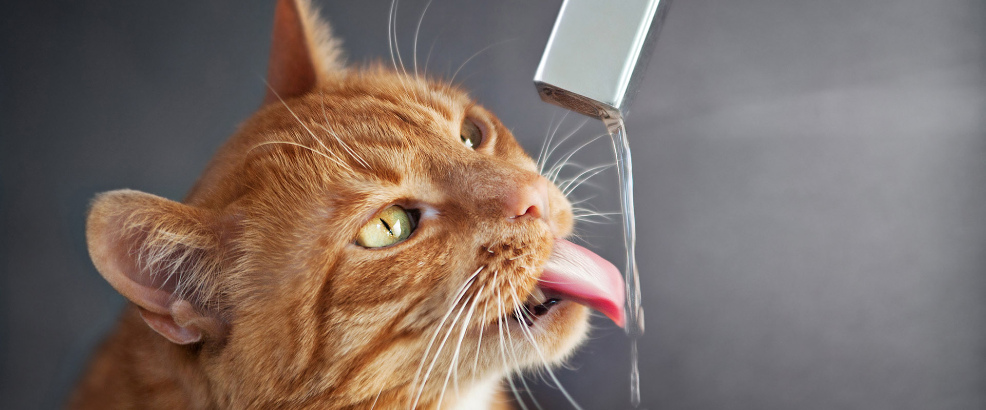 вода для кошки