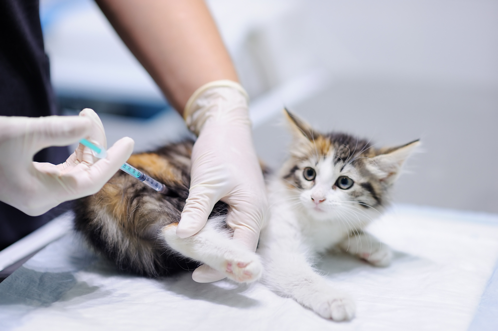 Как работает прививка от бешенства для животных?